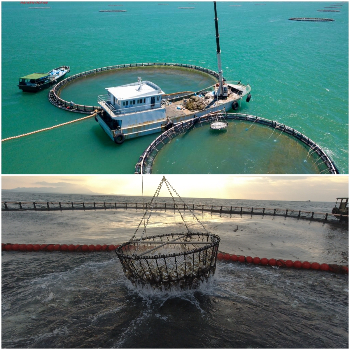 Above picture: Hainan is speeding up the development of deep-sea and far-sea aquaculture. Following picture: Golden pompanos are farmed in the deep sea around Hainan.