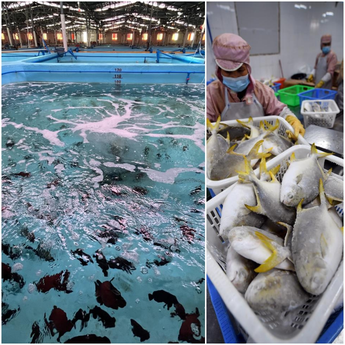 Left picture: Red flag groupers produced by Wanning Linlan Aquaculture Co., Ltd. (Photo credit: Luo Jiang, Xinhua News Agency) Right picture: Hainan Xiangtai Fishery's workers on the processing line of golden pompanos. (Photo credit: Guo Cheng, Xinhua News Agency)